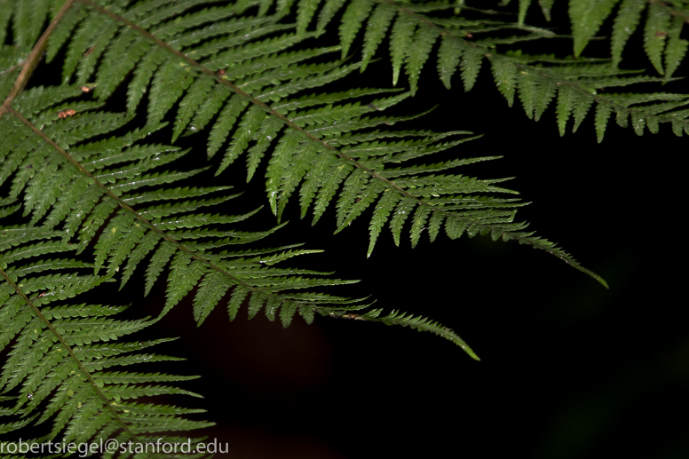 tree fern